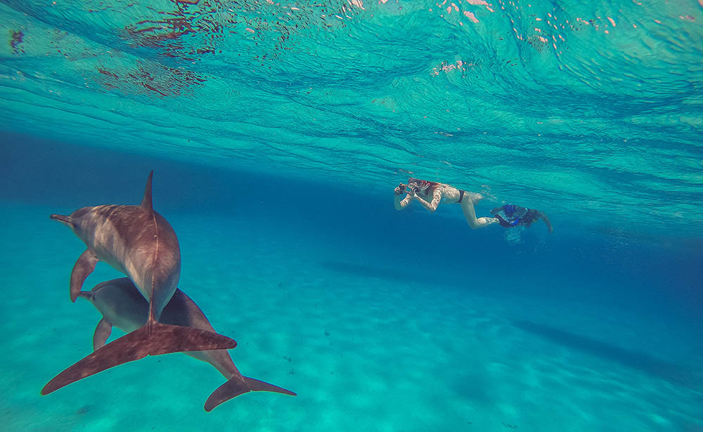 Snorkelling with wild Dolphins