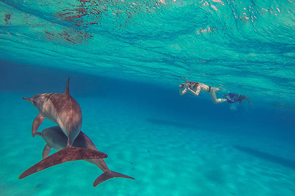 Snorkelling with wild Dolphins