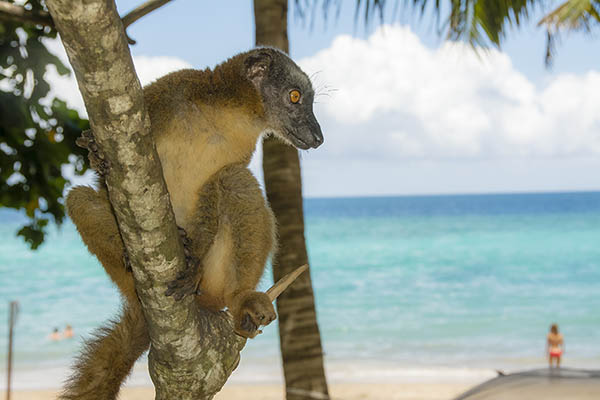 Lemur on the beach on Mayotte Island, Comoros