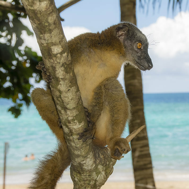 Lemur on the beach on Mayotte Island, Comoros