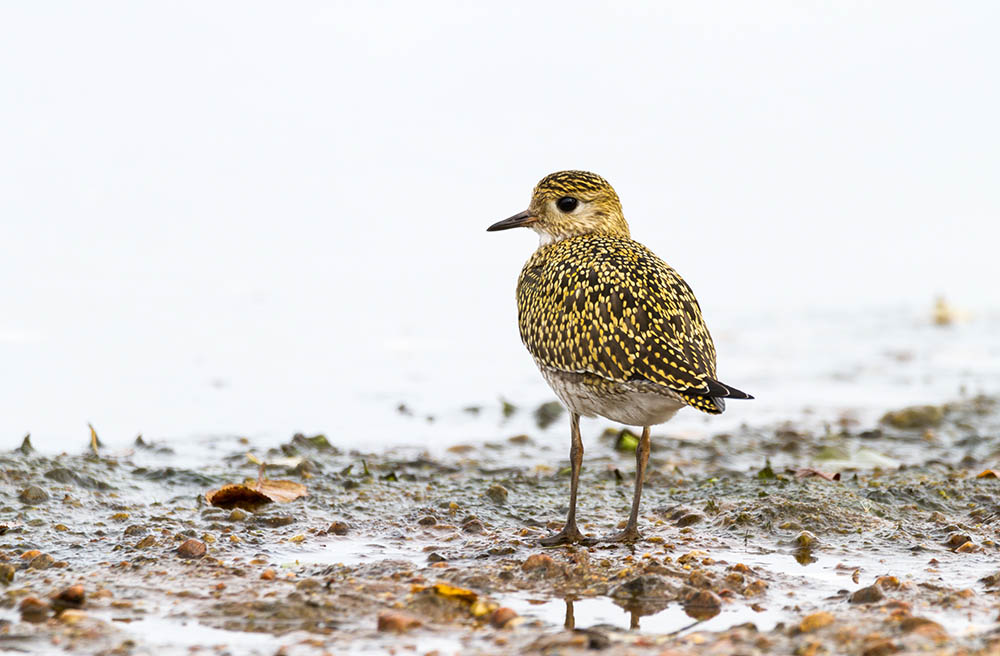 European Golden Plover on a beach in Iceland