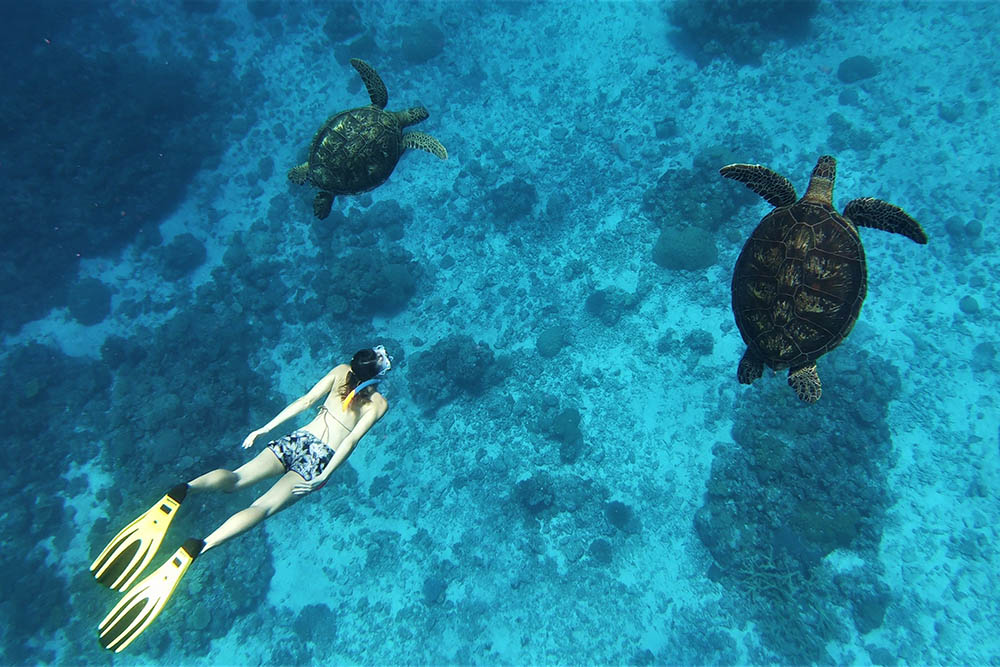 Snorkelling with sea turtles in New Caledonia