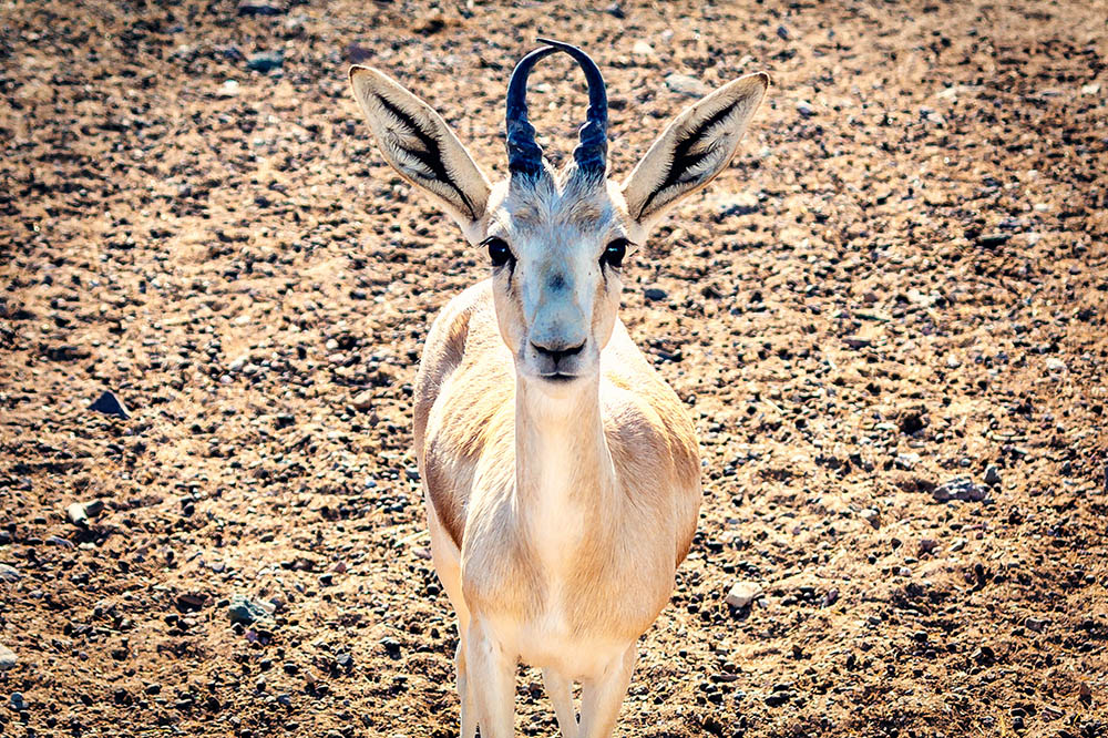 Arabian Sand Gazelle on the island of Sir Bani Yas, Abu Dhabi