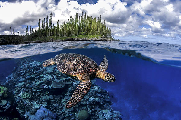 Sea turtle off Maré Island, New Caledonia