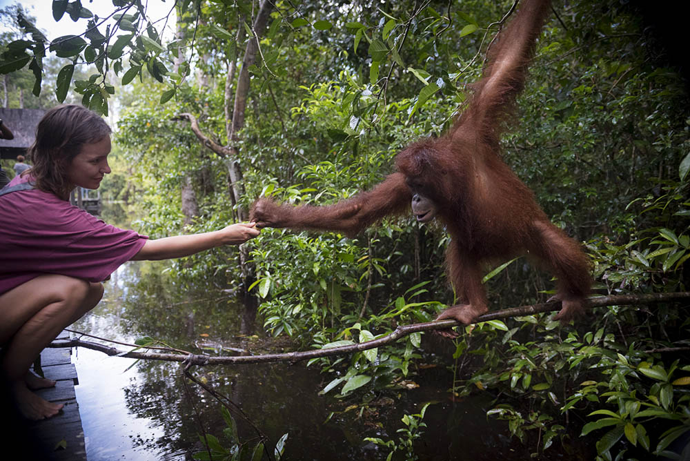 Young female tourist interacting at Tanjung Puting National Park, Borneo