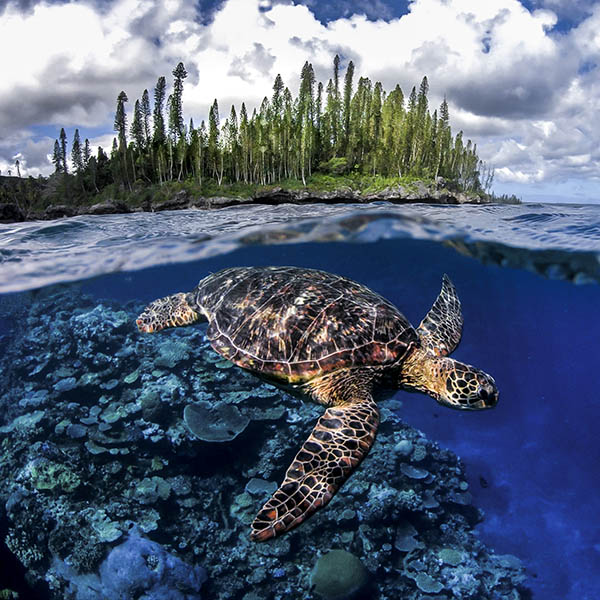 Sea turtle off Maré Island, New Caledonia