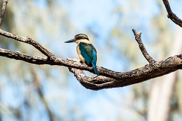 A sacred kingfisher perched on a branch in the Isle of Pines, New Caledonia