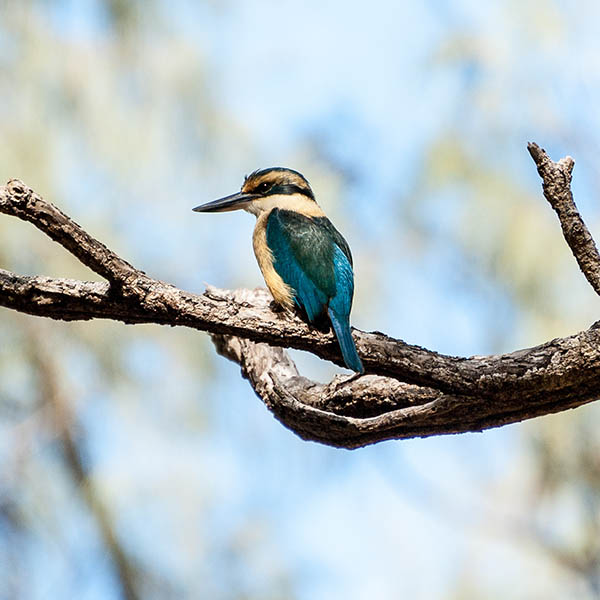 A sacred kingfisher perched on a branch in the Isle of Pines, New Caledonia