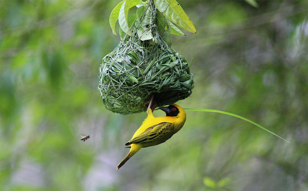 Camussela bird building a nest on São Tomé, West Africa