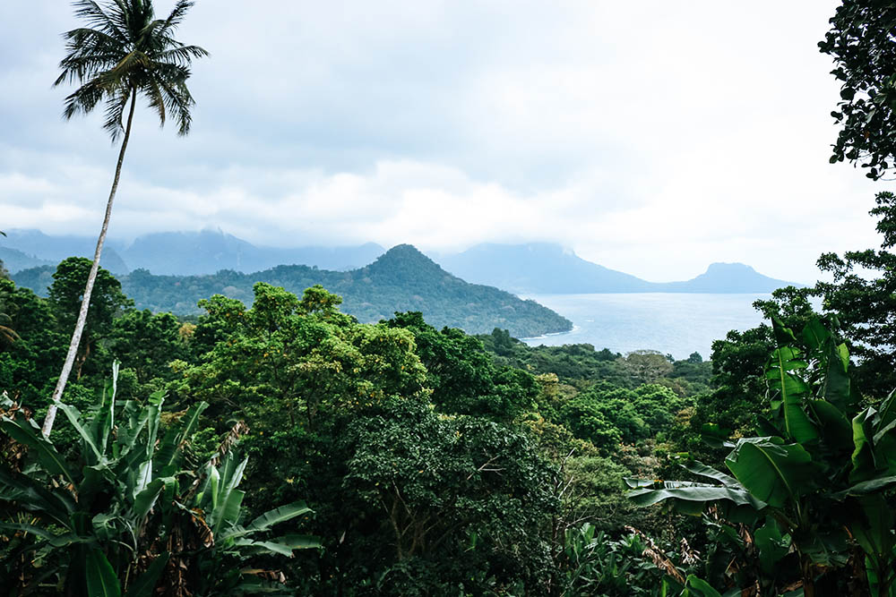 View of tropical landscape with palm trees and blue sky on the i