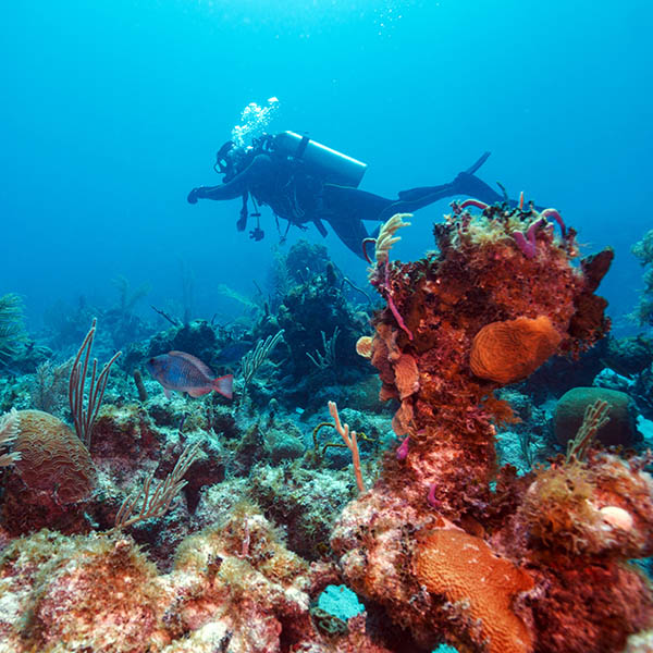 Scuba diver and corals