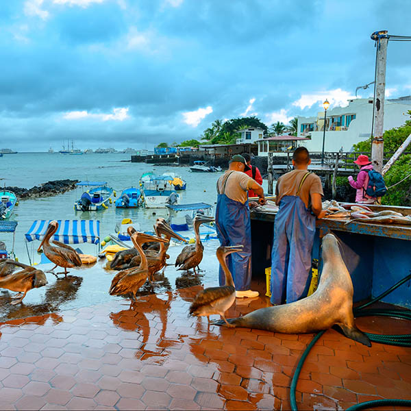 Fish market with sea lion and pelicans in Puerto Ayora, Santa Cruz island Galapagos