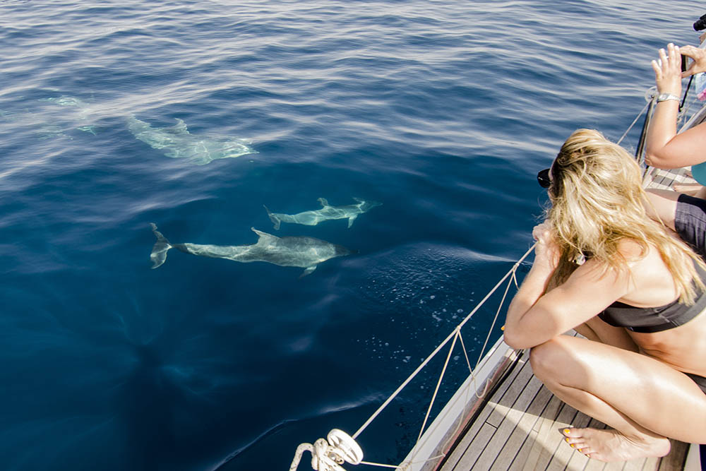 Tourists watching dolphins from a boat