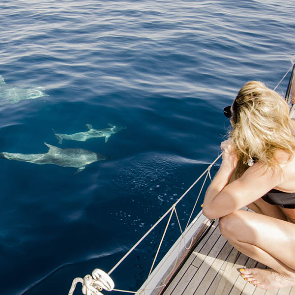 Tourists watching dolphins from a boat