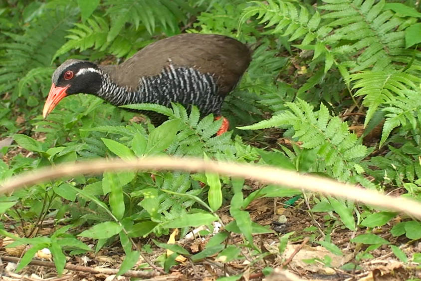 Okinawa Rail, a rare bird found only in and around Yanbaru Forest on Okinawa Island