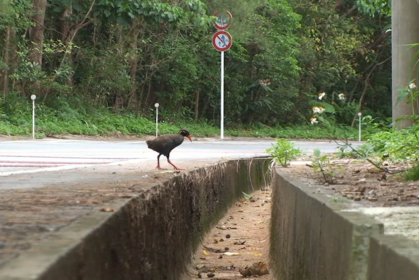 Okinawa Rail, a rare bird found only in and around Yanbaru Forest on Okinawa Island