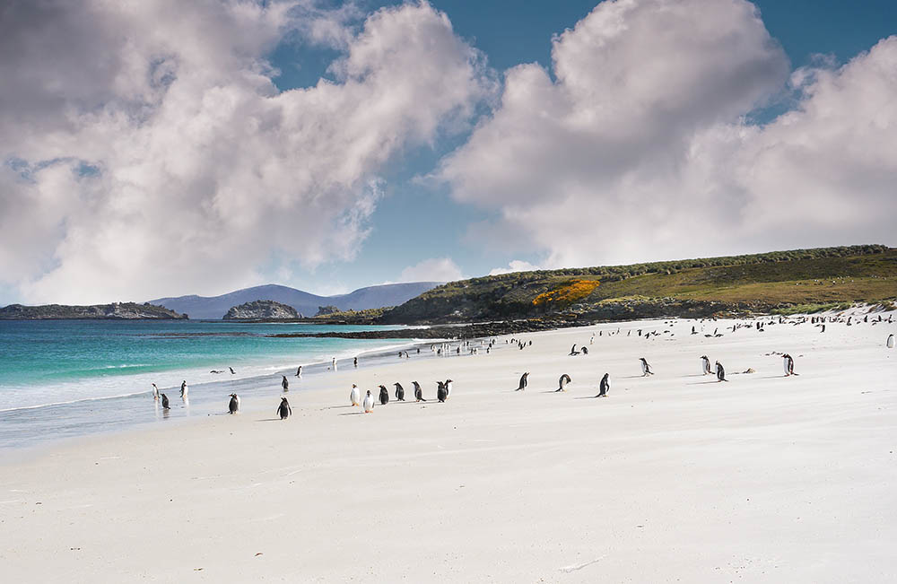 Gentoo penguins in the Falkland Islands