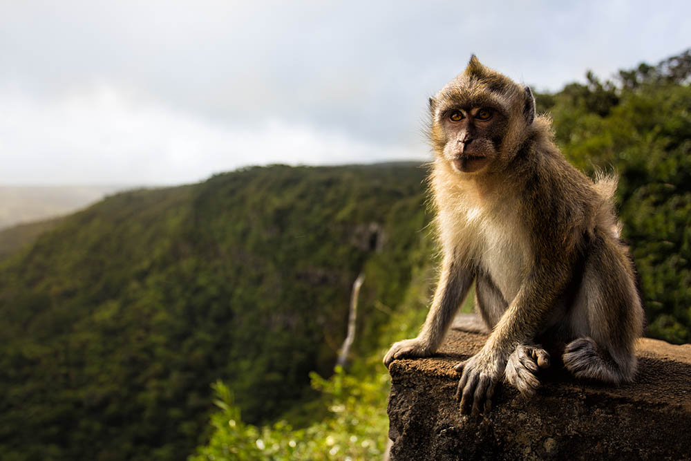 Monkey on a hillside in Mauritius