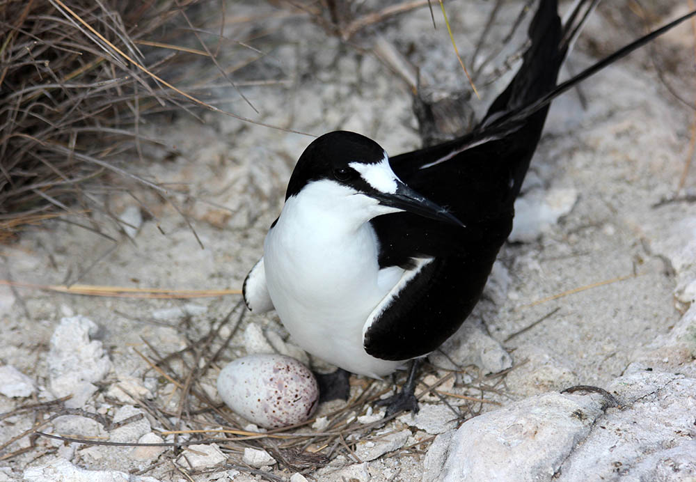 Sooty Tern with its egg in the Comoros Islands