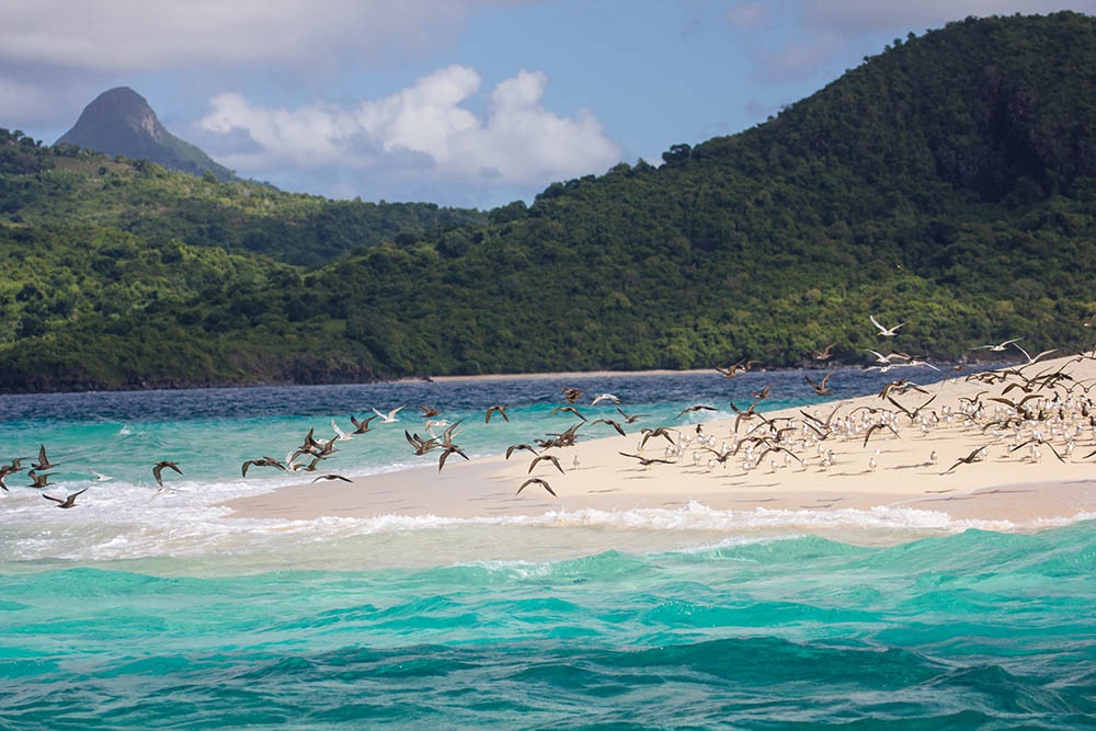 Birds on a beach in the Comoros Islands in the Indian Ocean