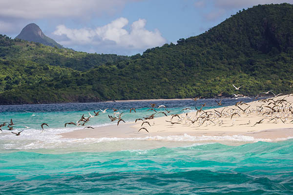 Birds on a beach on Mayotte Island, Comoros