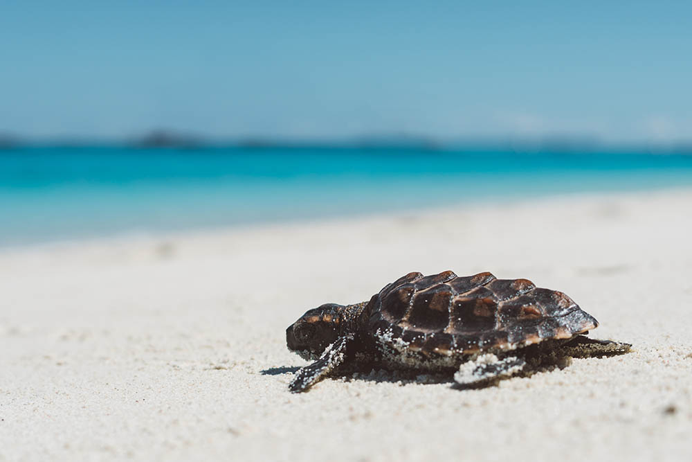 Baby turtle making its way to the sea in Madagascar