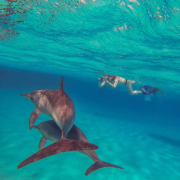 Dolphins. A girl swims with dolphins and shoots them on an action camera.