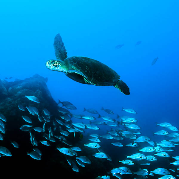 Green sea turtle