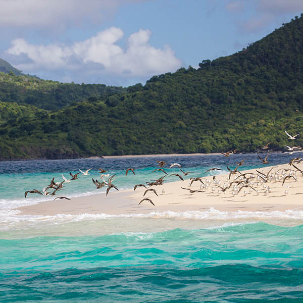 Birds on a beach on Mayotte Island, Comoros