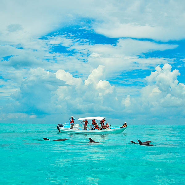 Wild dolphin watching in the Caribbean Sea