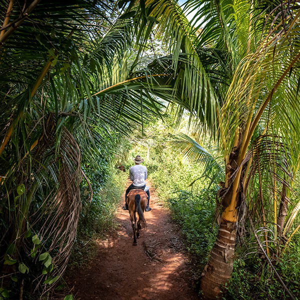 A man Horse riding in lush tropical forest