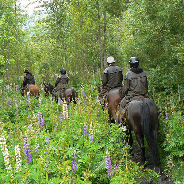 Riding on horseback through green forest, Glenorchy, Queenstown, South Island