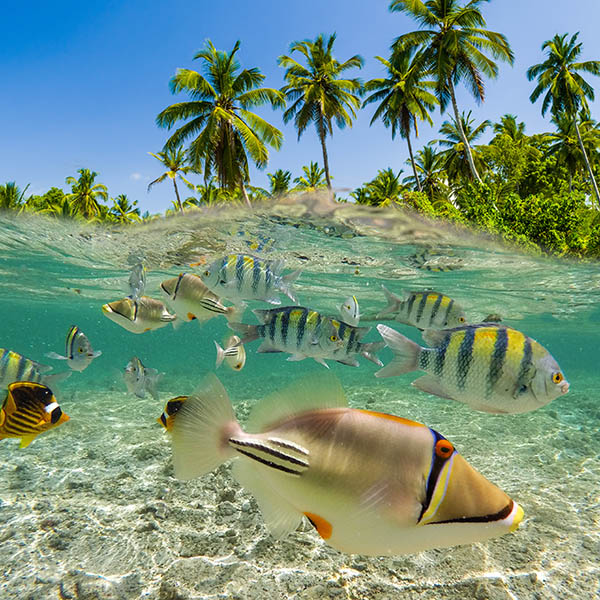 Underwater scene with reef and tropical fish