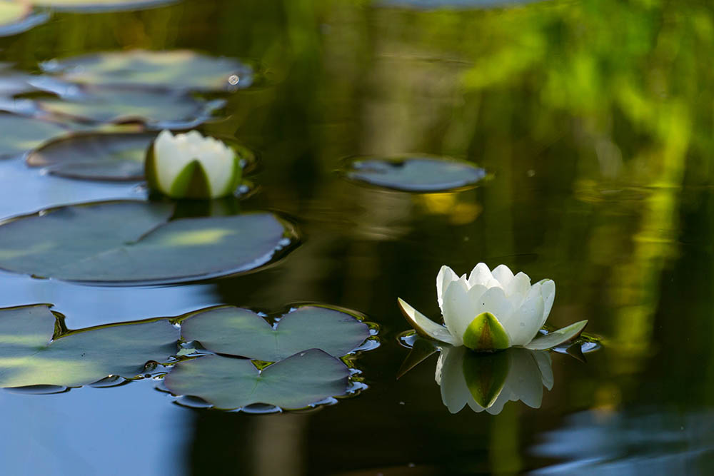 Waterlillies on a river