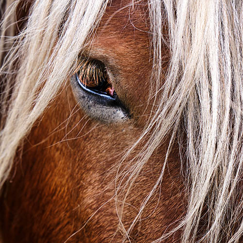 Close up of a horse's eye