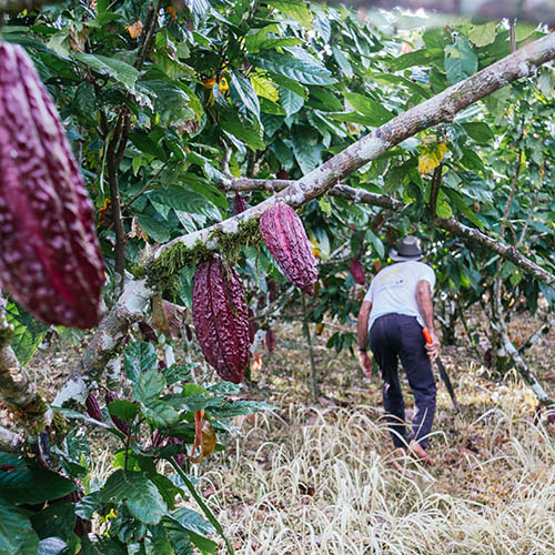 Senior farmer tending and harvesting in a cocoa plantation