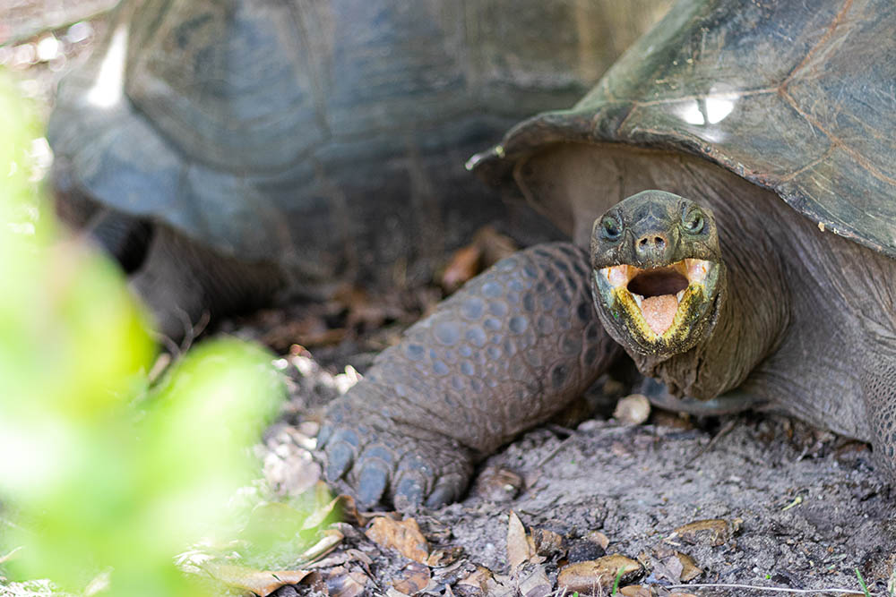 Giant Aldabra tortoises