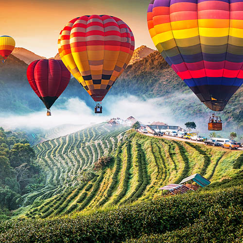 Colorful hot air balloons flying over Tea plantation 2000 's in the Doi Ang Khang, Chiang Mai, Thailand