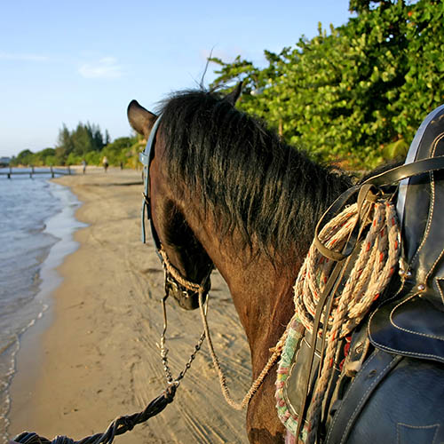 Horseback riding on a beach on Roatán Island, Honduras