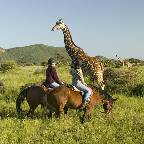 Female horseback riders ride horses in morning near Masai Giraffe at the Lewa Wildlife Conservancy in North Kenya, Africa