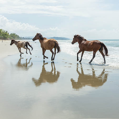 Horses galloping across Tuaran beach, Sabah, Borneo, Malaysia