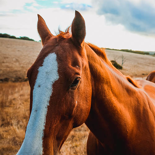 Two horses in a field in Tasmania