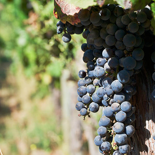 Close up of grapes growing in a vineyard