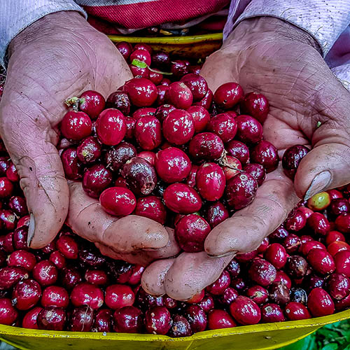 Man picking coffee on his farm in the mountains in Peru