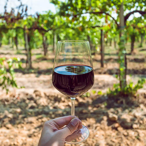 Close up of a hand holding a glass of red wine in a vineyard in South Africa