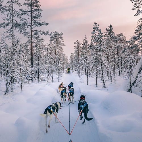 Huskey dogs sledging at sunset in Lapland