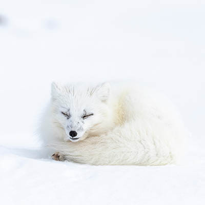 Arctic fox on the snow in Svalbard