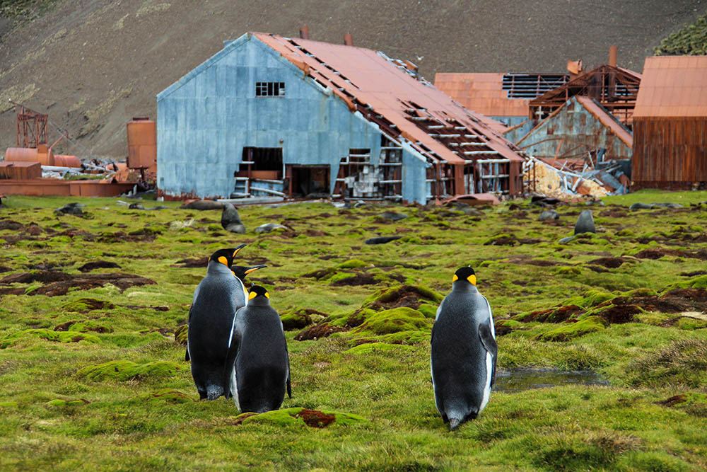 penguins in front of the old whaling station in Stromness on South Georgia