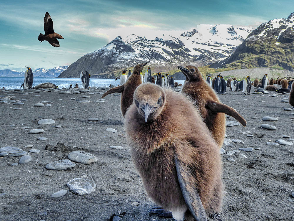 King penguin colony at sunset on South Georgia