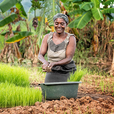 African woman sitting and planting rice in a field in Malawi